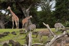 Barcelona Zoo © Nikolay Tchaouchev @ Unsplash.